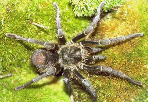 GRAMMOSTOLA MENDOZAE 1